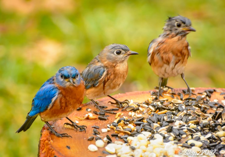 2017_01_03_places_back-yard-buffet_0027