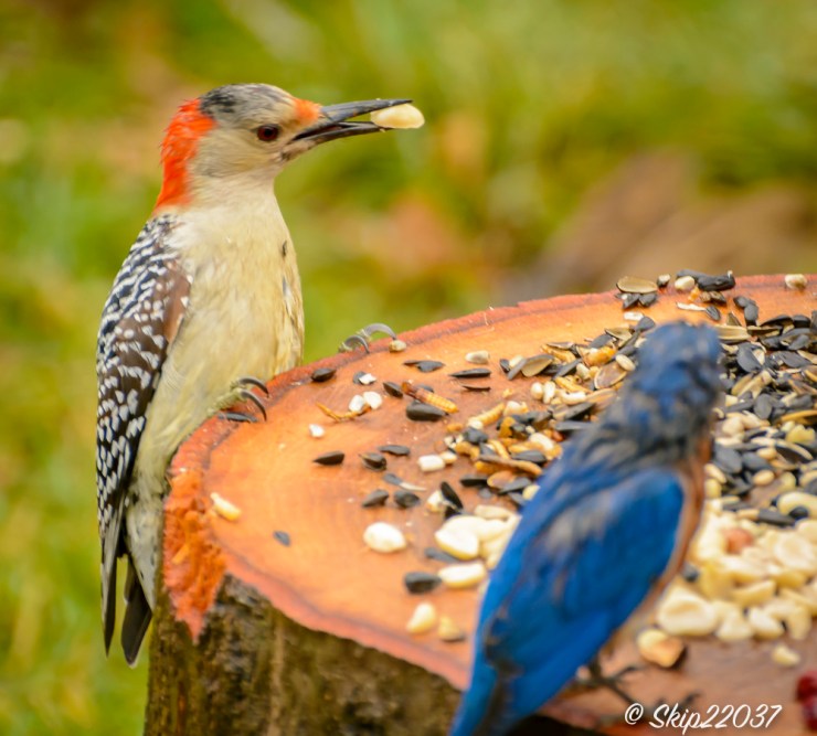 2017_01_03_places_back-yard-buffet_0030