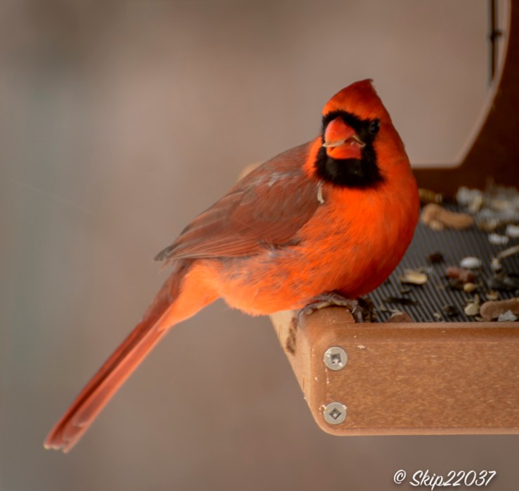 2017_01_06_places-backyard-buffet_back-yard-birding_0008