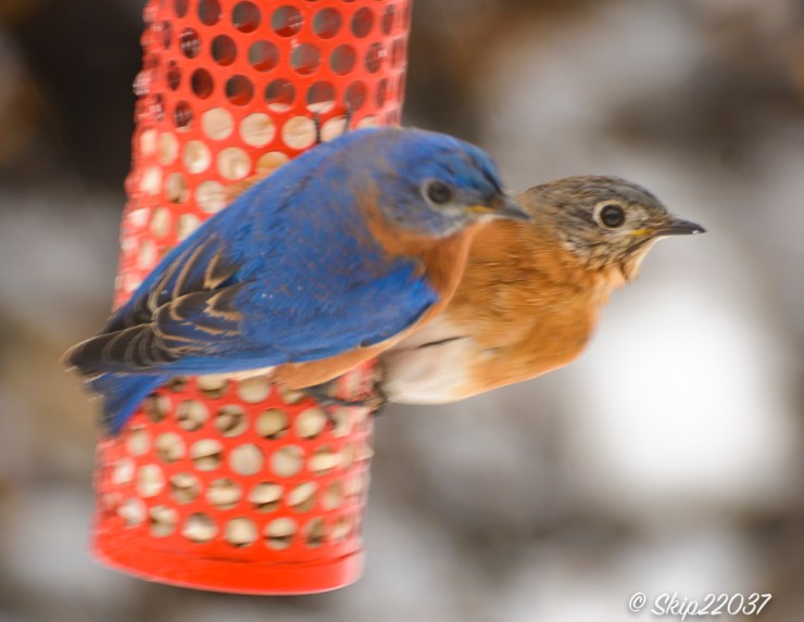 2017_01_10_places-backyard-buffet_back-yard-birding_0115