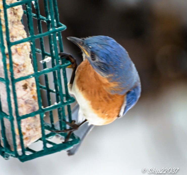 2017_01_10_places-backyard-buffet_back-yard-birding_0125