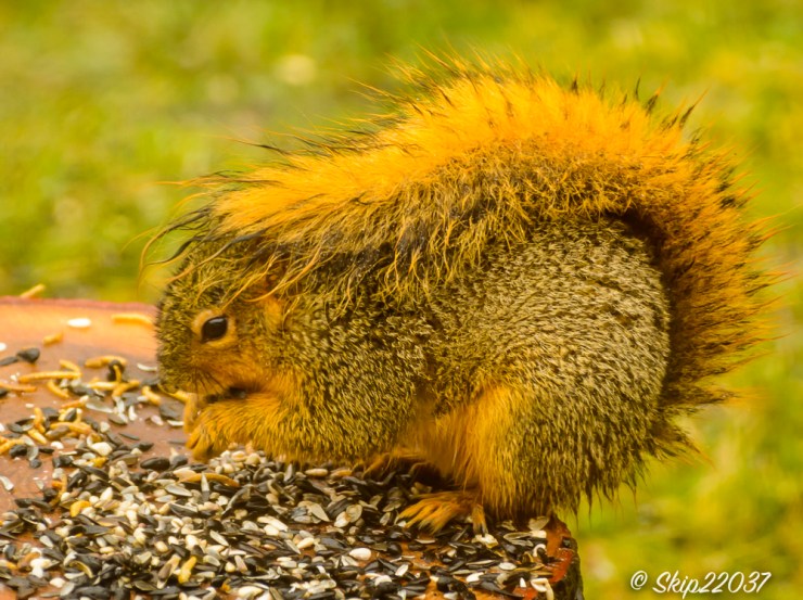 2017_01_12_places-backyard-buffet_back-yard-birding_0033