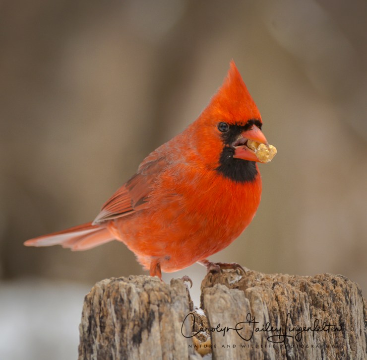 2017_02_09_places-chagrin-river-park_winter-trail-walk_0056