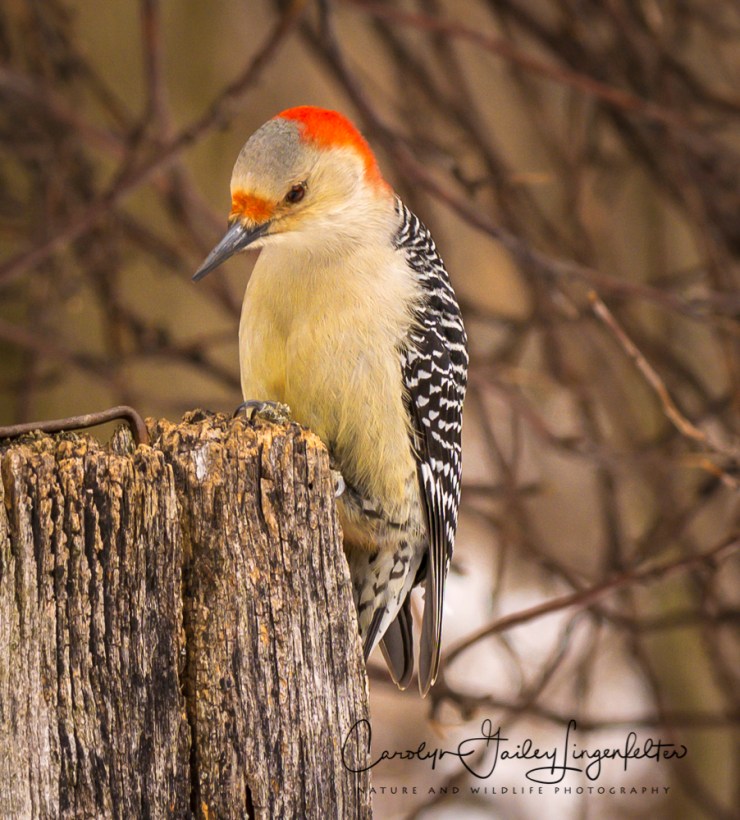 2017_02_09_places-chagrin-river-park_winter-trail-walk_0061