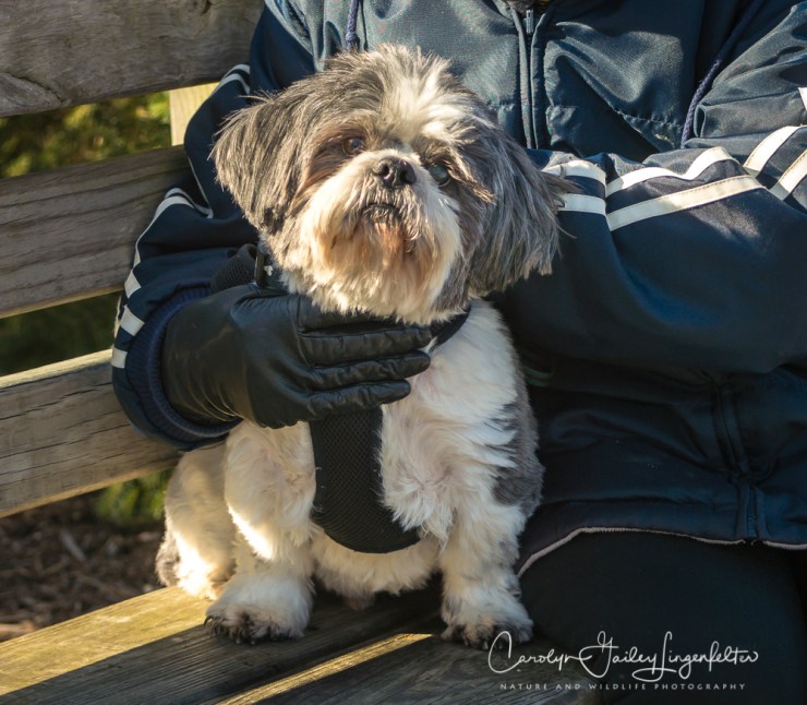2017_02_13_places-chagrin-river-park_winter-trail-walk_0081