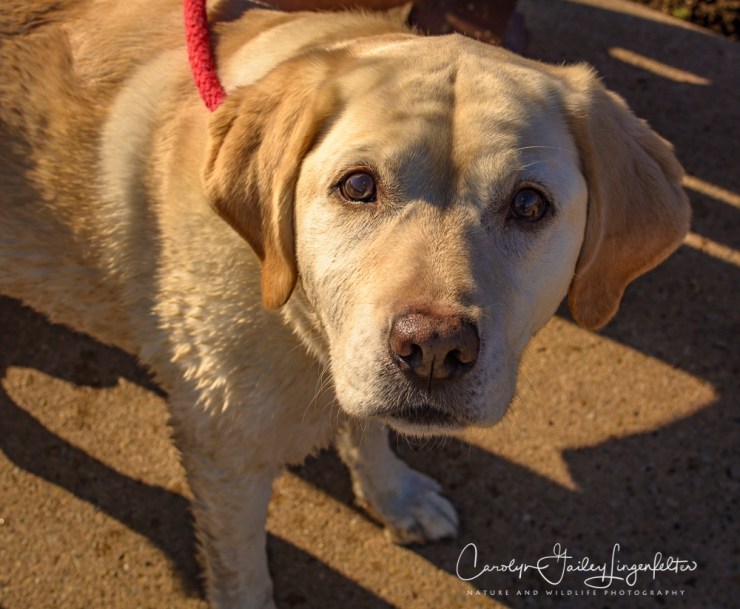 2017_02_18_holden-arboretum_winter-trail-walk_0018