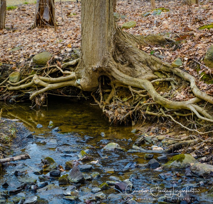 2017_02_21_holden-arboretum_winter-trail-walk_0014