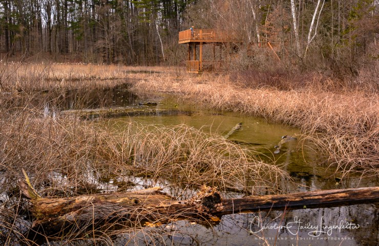 2017_02_21_holden-arboretum_winter-trail-walk_0051