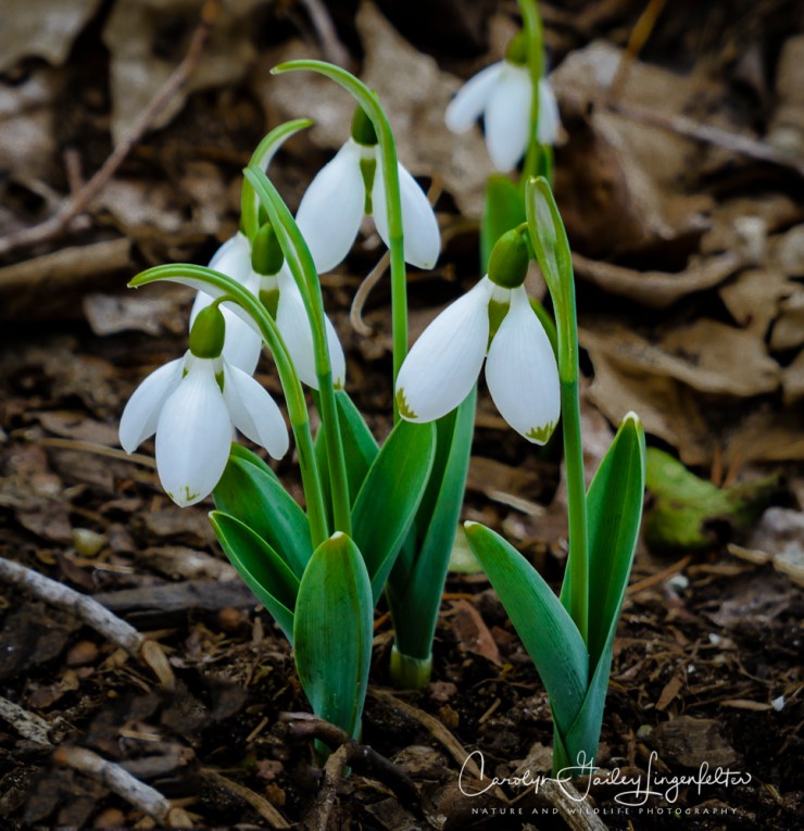 2017_02_21_holden-arboretum_winter-trail-walk_0069-edit