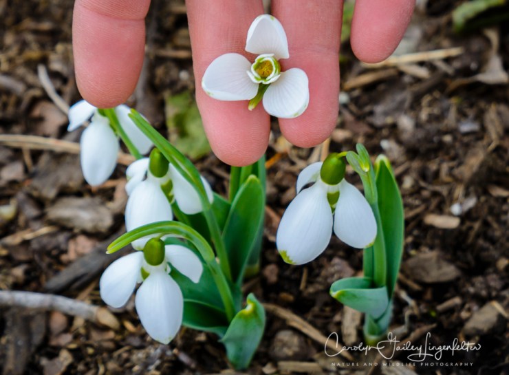 2017_02_21_holden-arboretum_winter-trail-walk_0072