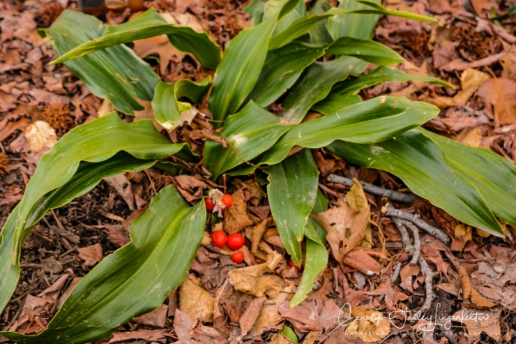 2017_02_21_holden-arboretum_winter-trail-walk_0074