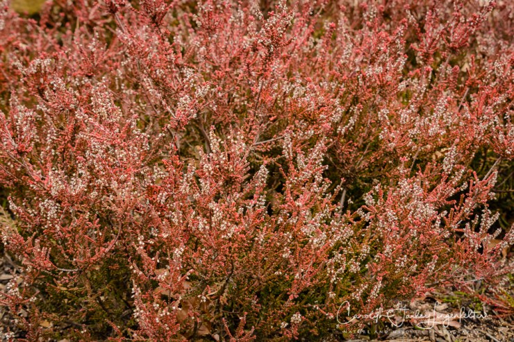 2017_02_21_holden-arboretum_winter-trail-walk_0087