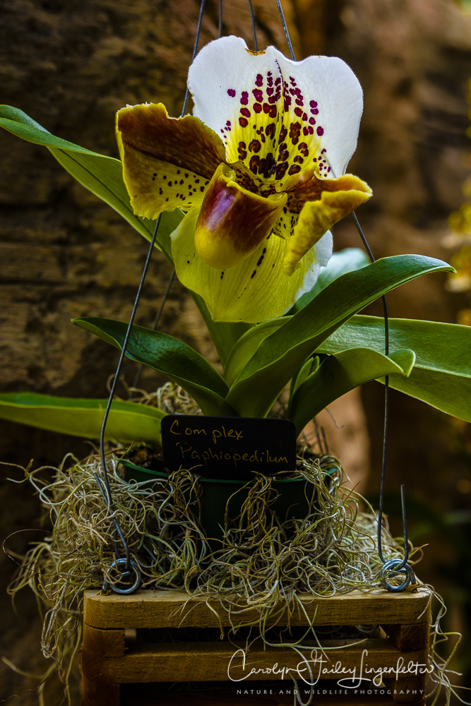 2017_02_24_places_botanical-gardens-orchid-mania_0028