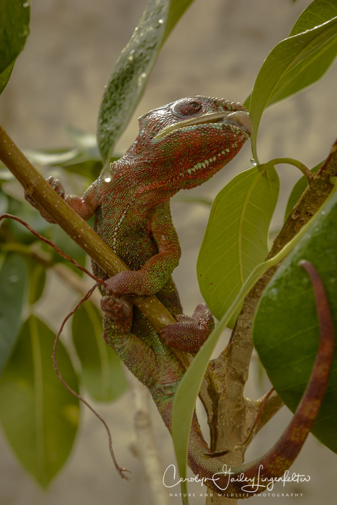 2017_02_24_places_botanical-gardens-orchid-mania_0046