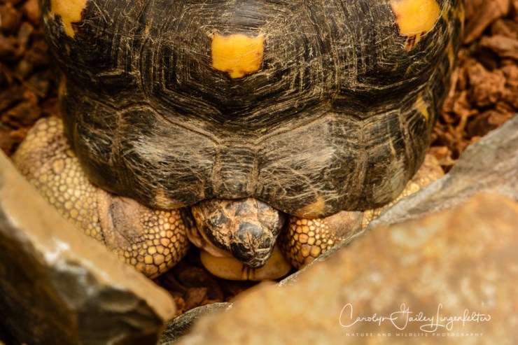 2017_02_24_places_botanical-gardens-orchid-mania_0055