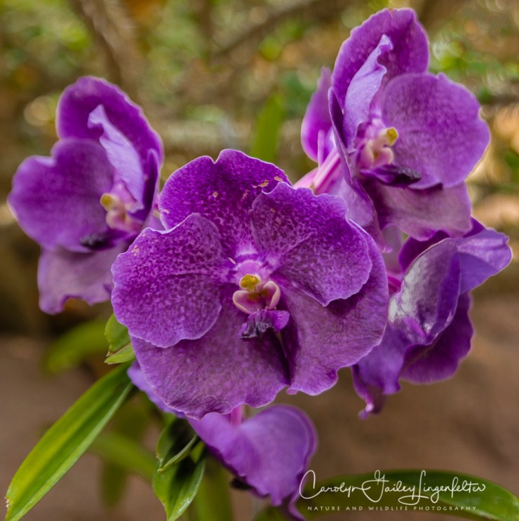 2017_02_24_places_botanical-gardens-orchid-mania_0067-edit