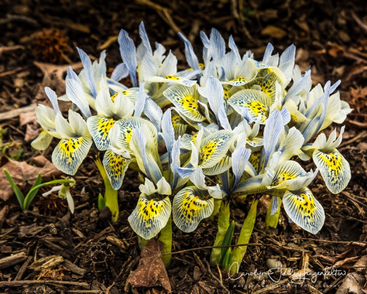 2017_02_28_holden-arboretum_winter-trail-walk_0123