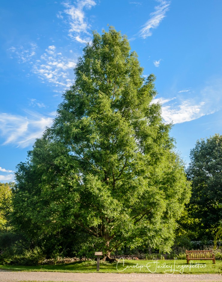 2014_08_25_Holden_098