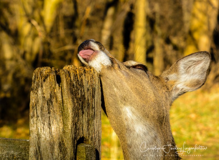 2017_03_04_Places_Chagrin River Park_0013