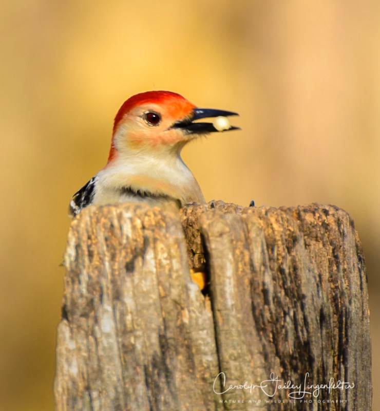 2017_03_08_Places_Chagrin River Park_0114