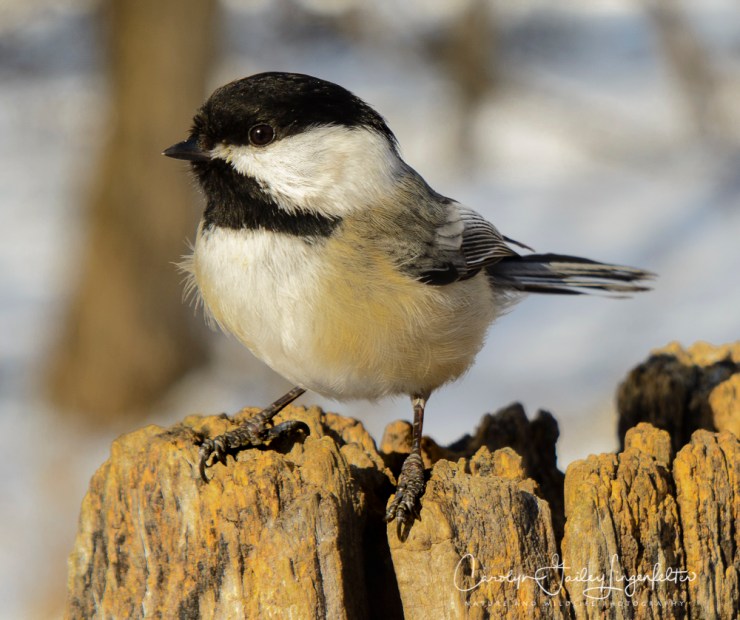 2017_03_15_Places_Chagrin River Park_0063
