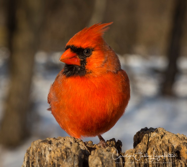 2017_03_15_Places_Chagrin River Park_0087