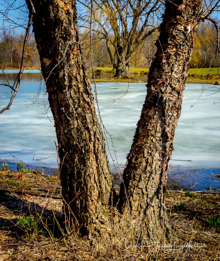 2017_03_21_Holden Arboretum_Early spring trail walk_0003-Edit