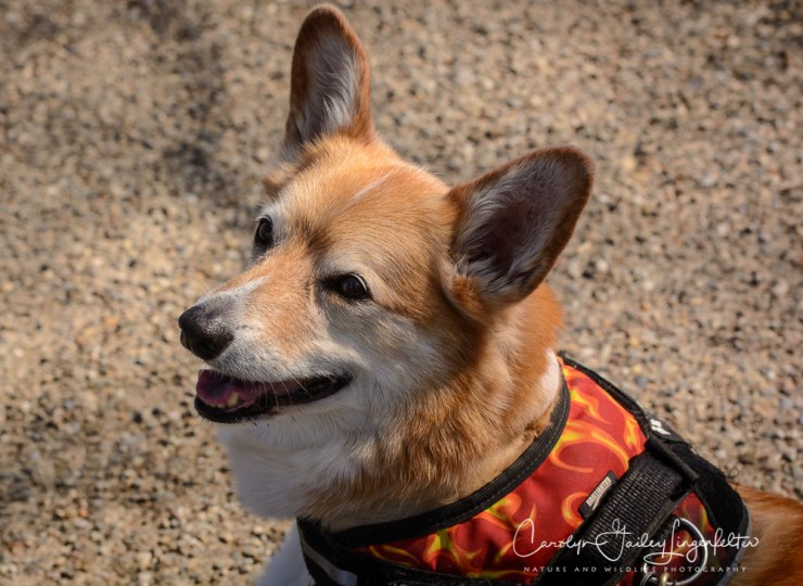 2017_03_21_Holden Arboretum_Early spring trail walk_0013