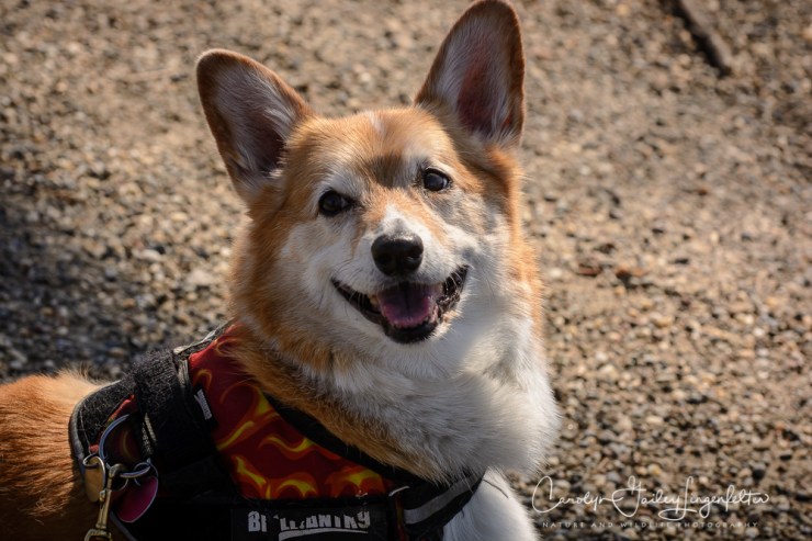 2017_03_21_Holden Arboretum_Early spring trail walk_0019