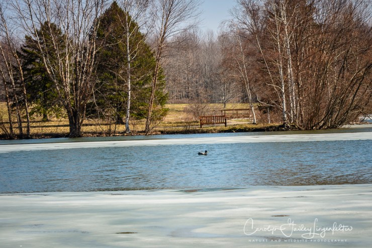 2017_03_21_Holden Arboretum_Early spring trail walk_0027
