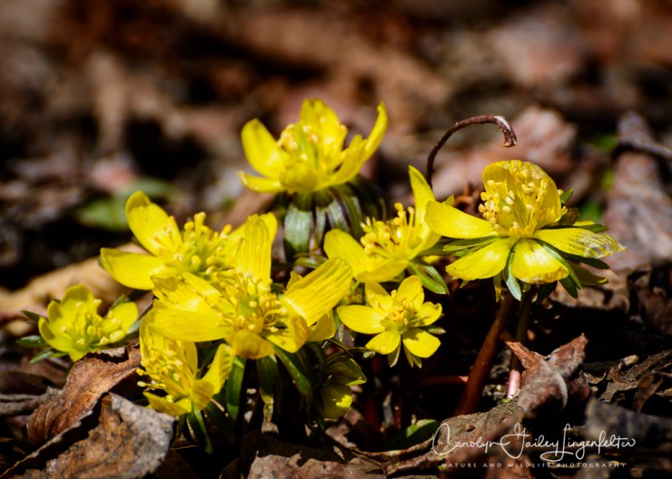 2017_03_21_Holden Arboretum_Early spring trail walk_0039
