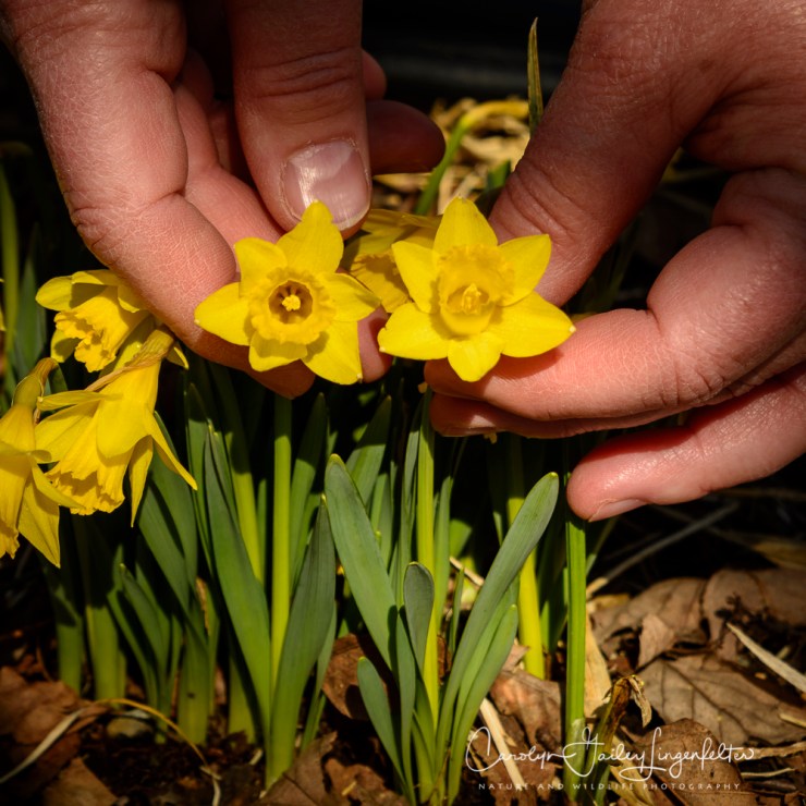 2017_03_21_Holden Arboretum_Early spring trail walk_0047