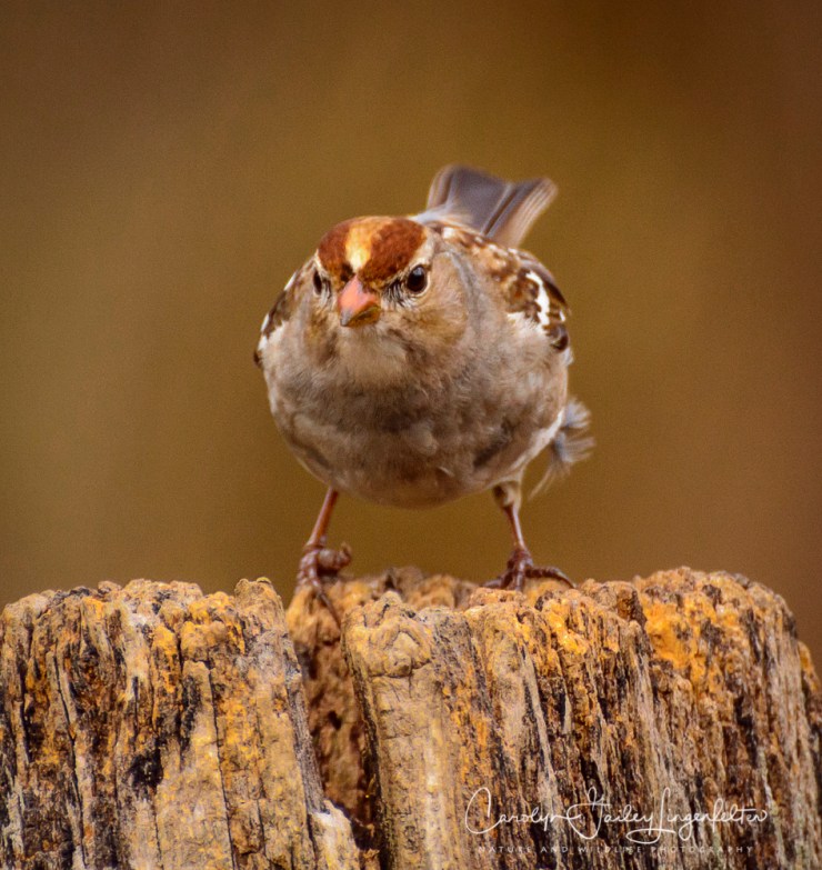 2017_03_27_Chagrin River Park_067