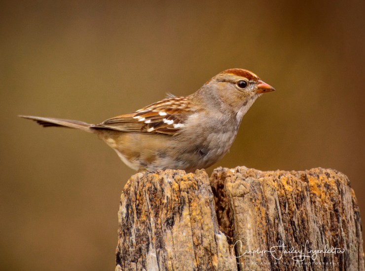2017_03_27_Chagrin River Park_069