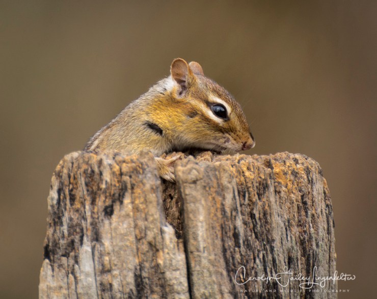 2017_03_27_Chagrin River Park_071