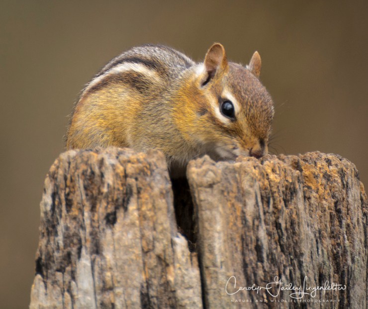 2017_03_27_Chagrin River Park_073