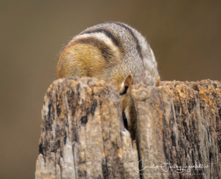 2017_03_27_Chagrin River Park_074