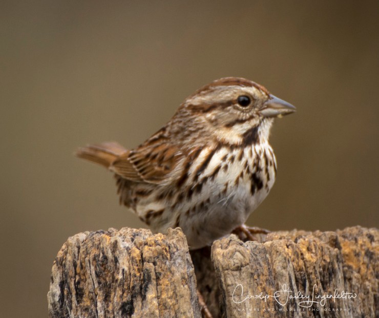 2017_03_27_Chagrin River Park_082