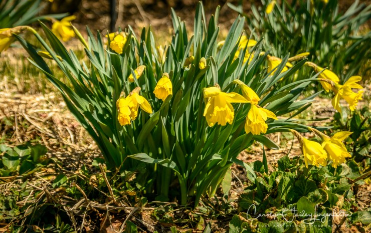 2017_03_29_Holden Arboretum_011