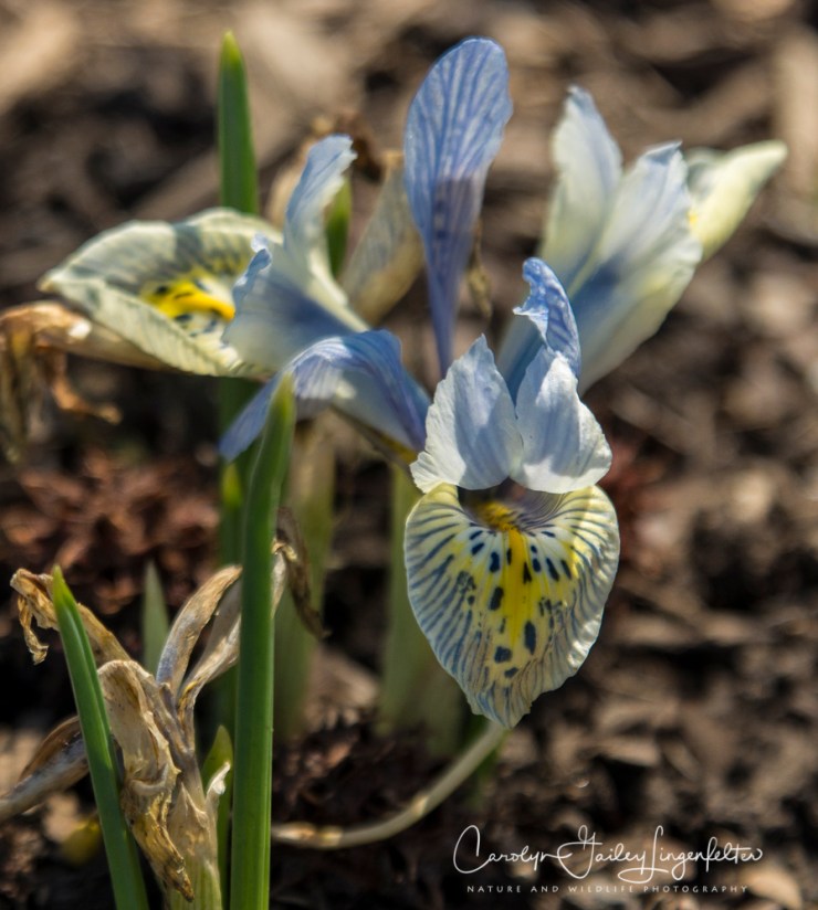 2017_03_29_Holden Arboretum_018