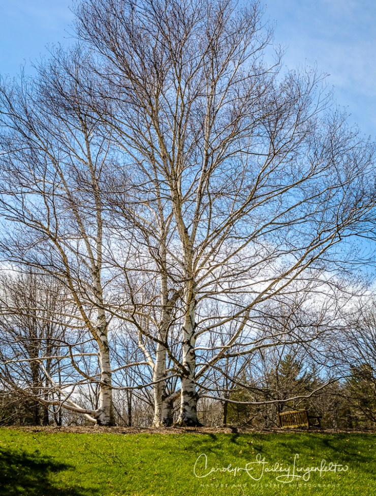 2017_03_29_Holden Arboretum_037