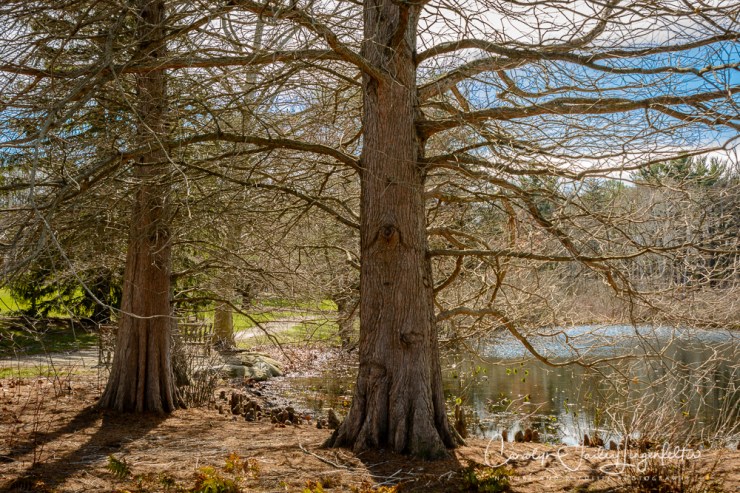 2017_03_29_Holden Arboretum_041