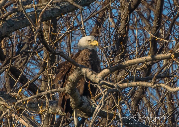 2017_04_07_Bruce Yee Park_eagles0049