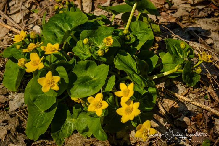 2017_04_12_Places_Holden Arboretum0012