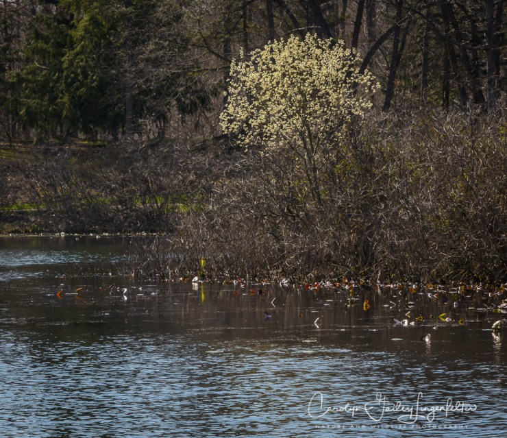 2017_04_12_Places_Holden Arboretum0016