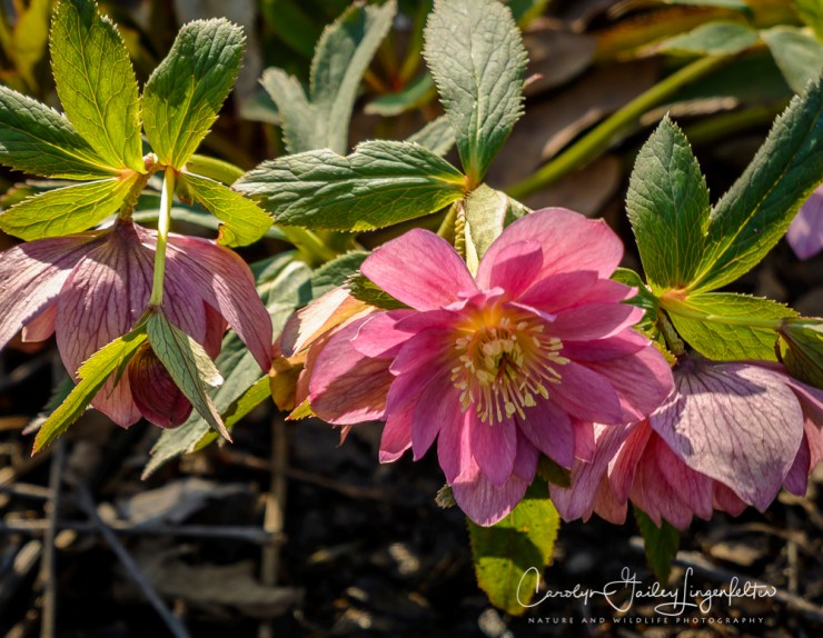 2017_04_12_Places_Holden Arboretum0018