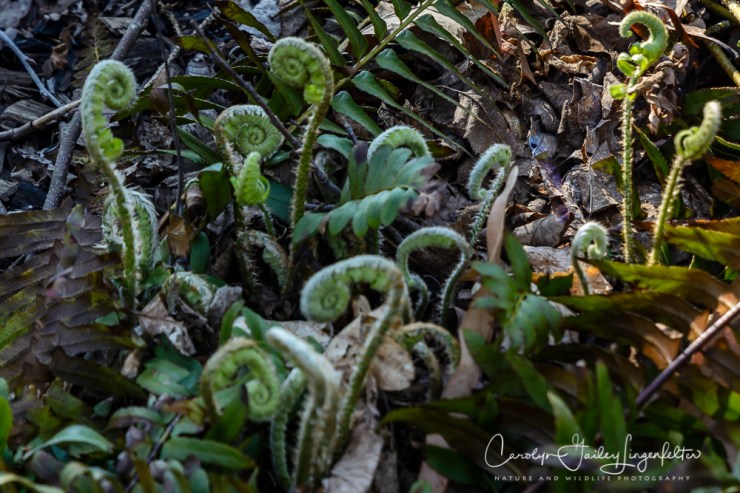 2017_04_12_Places_Holden Arboretum0023