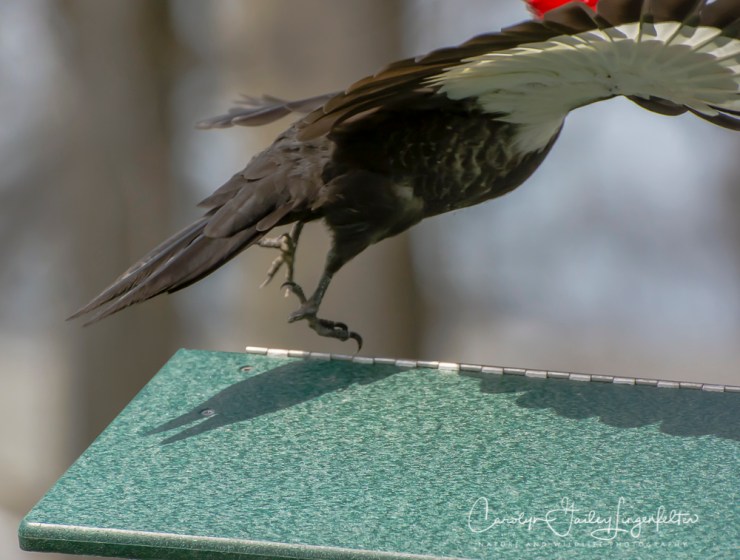 2017_04_14_Places_back yard buffet0062