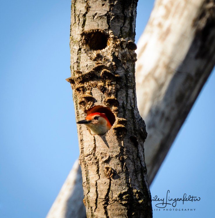 2017_04_18_Places_Chagrin River Park0182