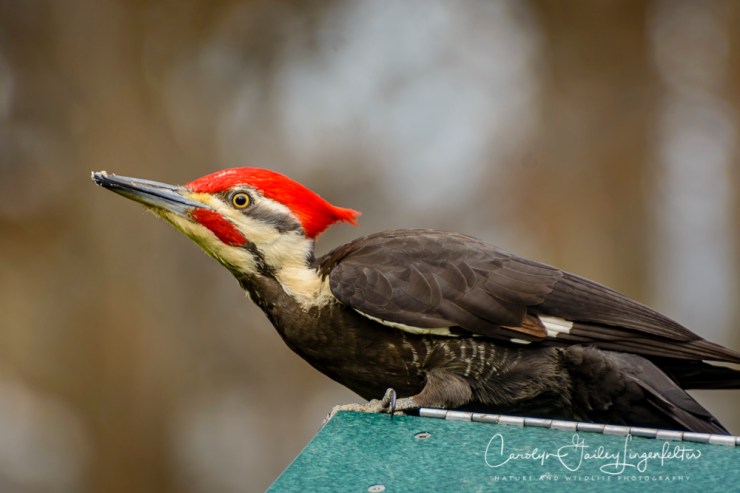 2017_04_19_Places_back yard buffet0041